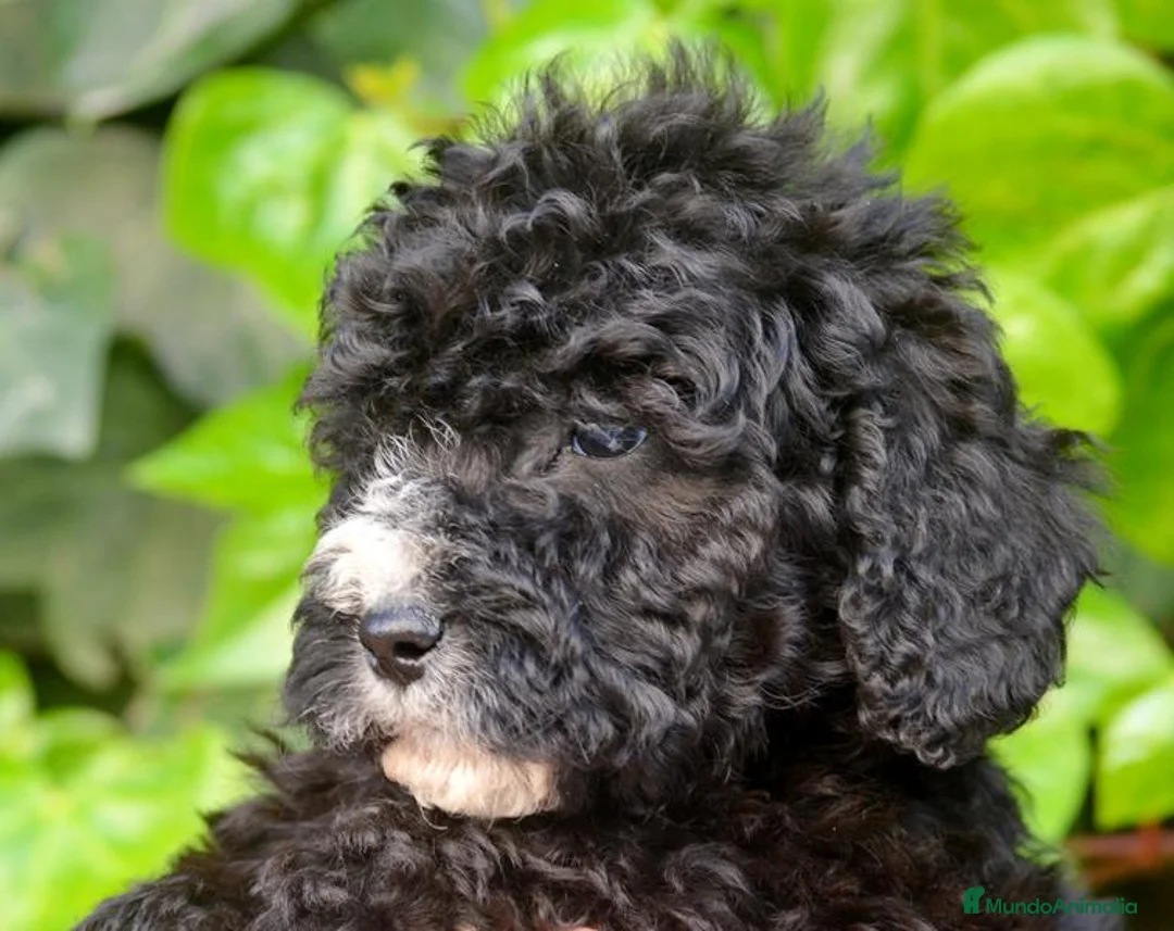 Perro de Agua Español perros en venta: CACHORRO PERRO DE AGUA ESPAÑOL  - Anuncio 31