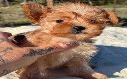 Yorkshire Terrier perros en venta: Yorkshire minitoy rubia  - Imagen 4