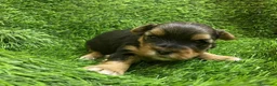 Yorkshire Terrier perros en venta: Yorkshire Zaragoza - Anuncio 4