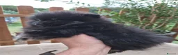 Pomerania perros en venta: Pomerania toy - Anuncio 2
