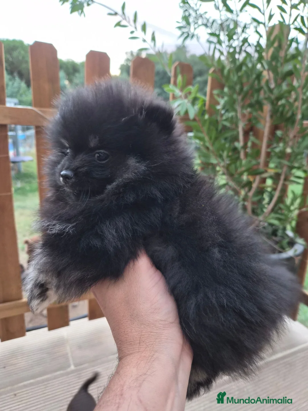 Pomerania perros en venta: Pomerania toy - Anuncio 2