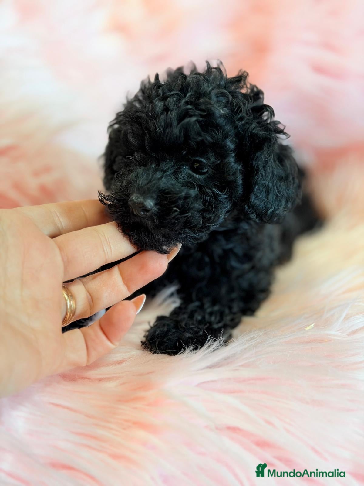 Caniche Toy perros CANICHE HEMBRA NEGRA TOY - Anuncio 2