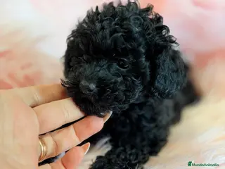 Caniche Toy perros CANICHE HEMBRA NEGRA TOY - Anuncio 2