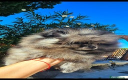 Pomerania perros en venta: Pomerania merle  - Imagen 2
