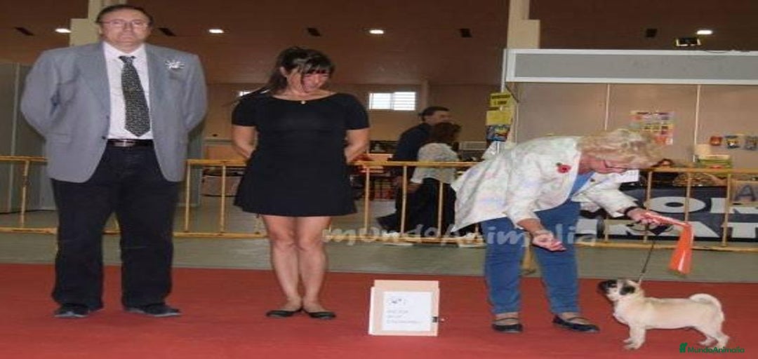 Imagen de galería {{count}}