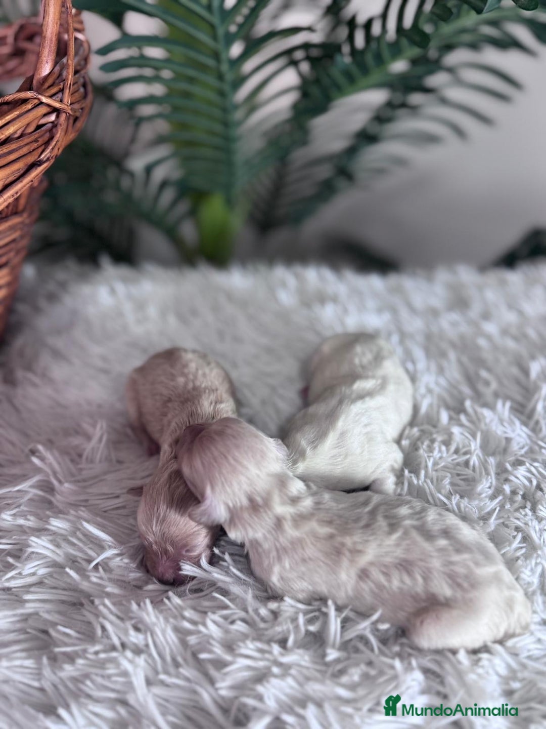 Maltipoo perros en venta: MALTIPOO  - Anuncio 16