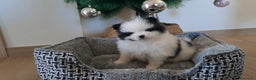 Pomerania perros en venta: Lulu de Pomerania  - Anuncio 1