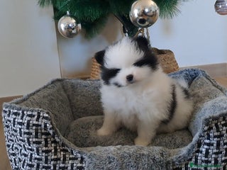 Pomerania perros Lulu de Pomerania - Anuncio 1