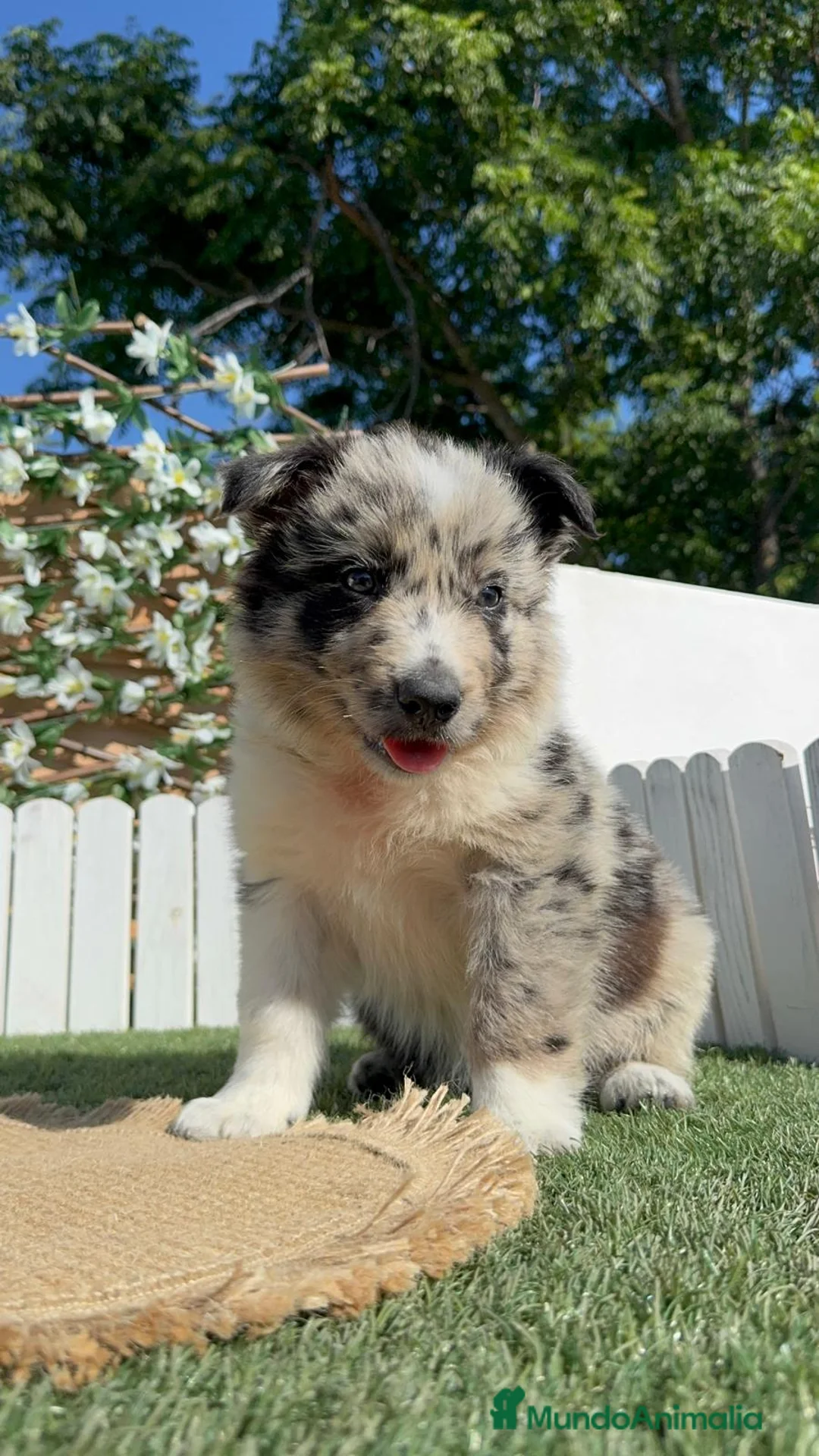 Border Collie perros en venta: BORDER COLLIE MACHO - Anuncio 19