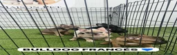 Bulldog Francés perros en venta: CAMADA DE BULLDOG FRANCÉS BIG ROPE  - Anuncio 1