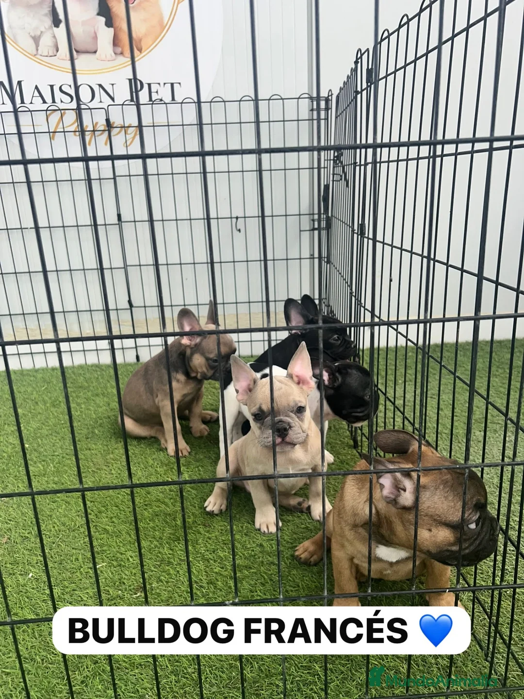 Bulldog Francés perros en venta: CAMADA DE BULLDOG FRANCÉS BIG ROPE  - Anuncio 1