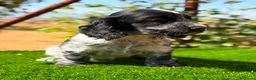 Cocker Spaniel Inglés perros en venta: ÚLTIMO MACHO RUANO COCKER SPANIEL INGLES - Anuncio 7