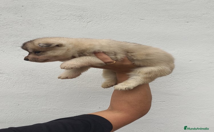 Husky Siberiano perros - Anuncio 7
