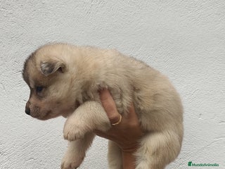 Husky Siberiano perros - Anuncio 3