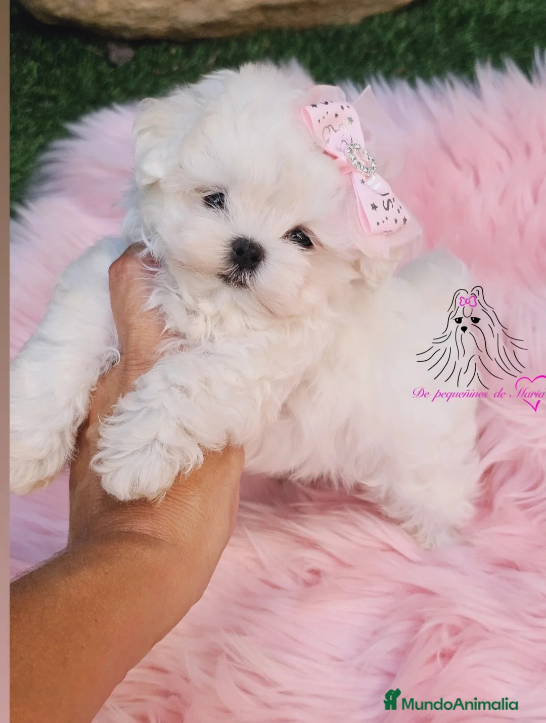 Bichón Maltés perros en venta: BICHON MALTES COREANO MINIATURA  - Anuncio 1