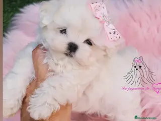 Bichón Maltés perros BICHON MALTES COREANO MINIATURA - Anuncio 1