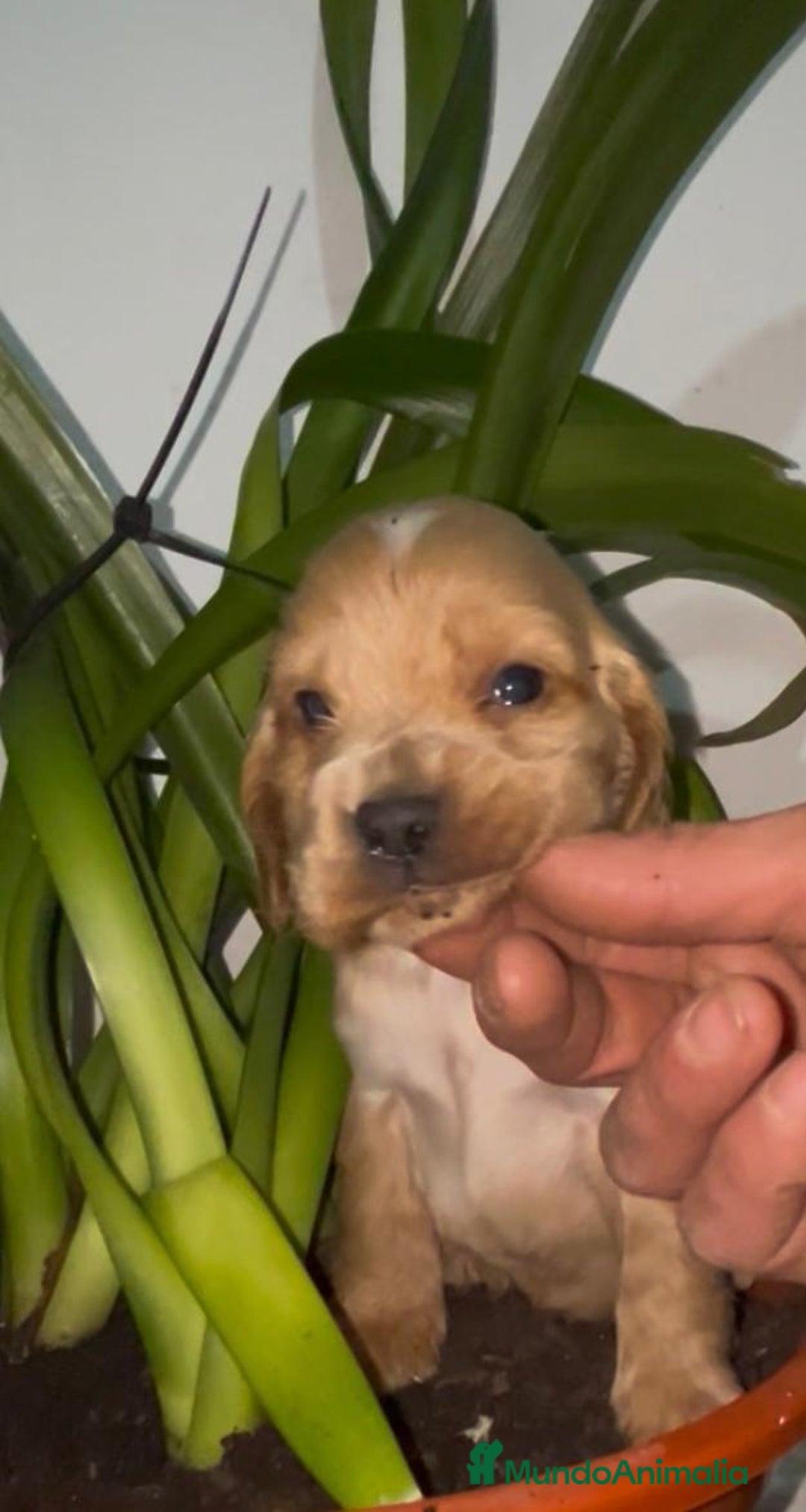 Cocker Spaniel Inglés perros en venta: Cocker Spaniel ingles  - Anuncio 5