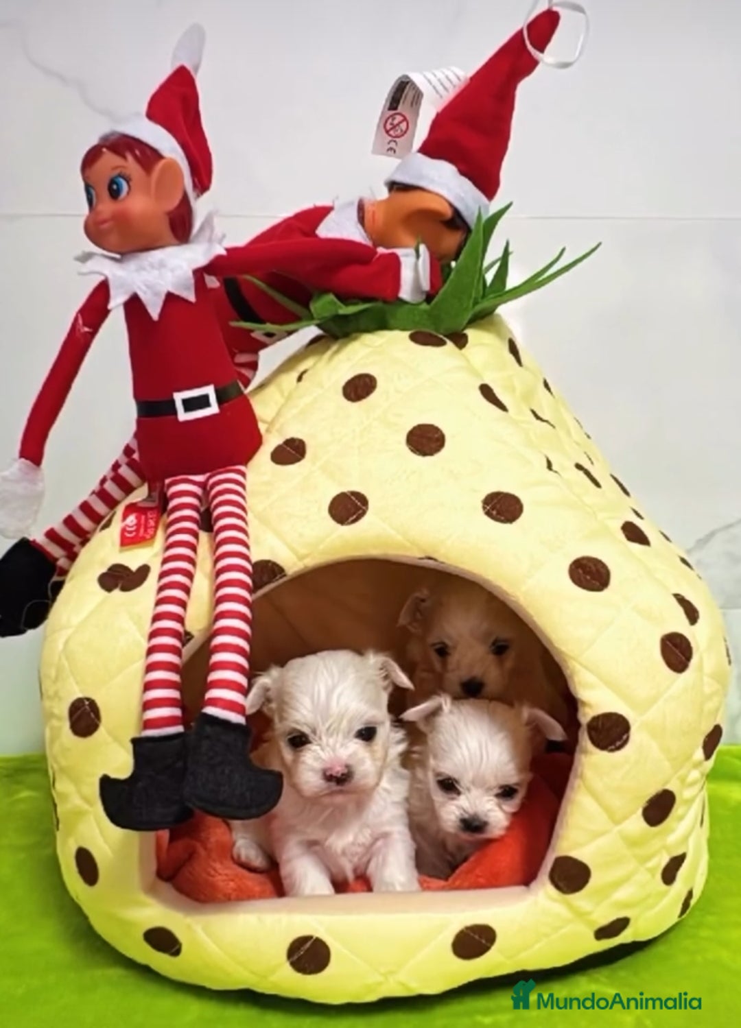 Bichón Maltés perros Bichón maltés toys linea coreana  - Anuncio 10