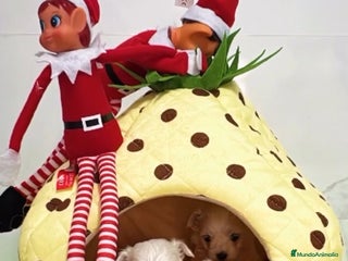 Bichón Maltés perros Bichón maltés toys linea coreana - Anuncio 1