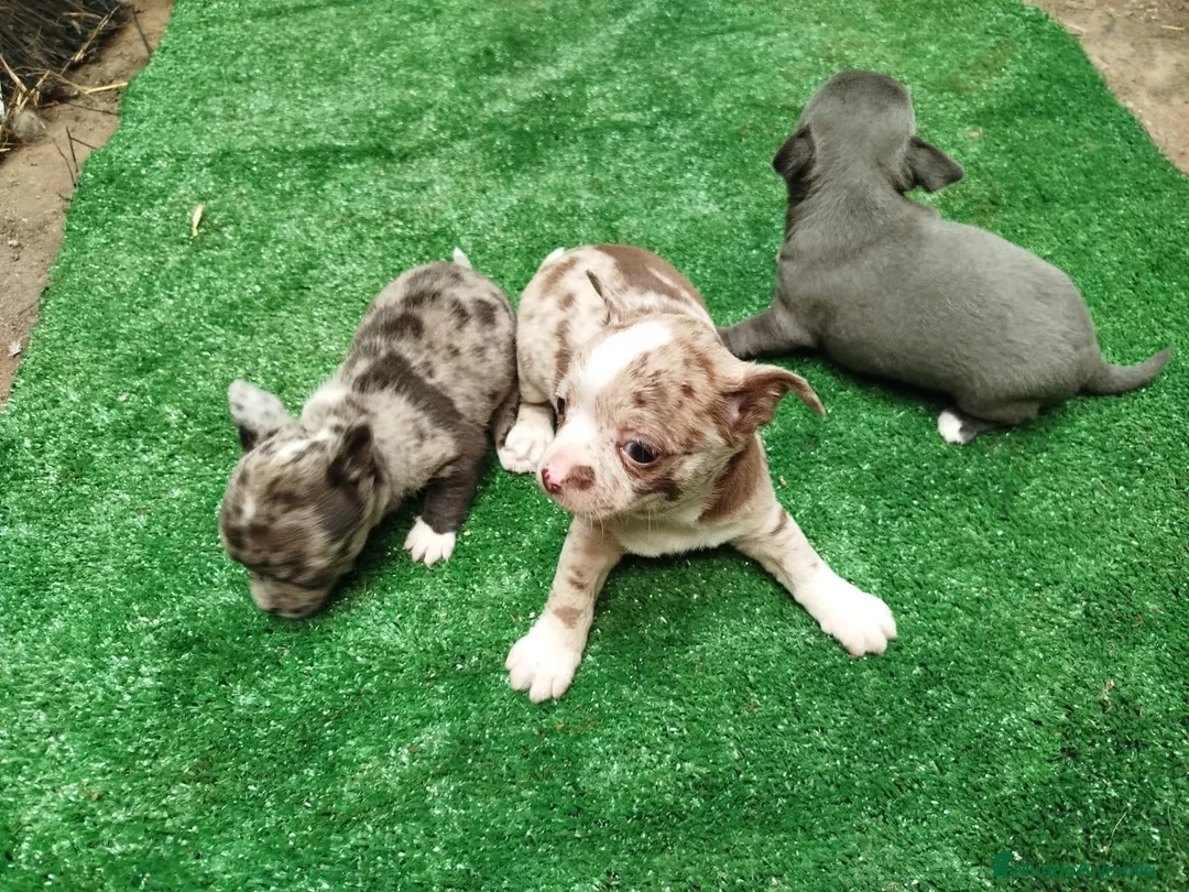 Chihuahua perros en venta: Espectaculares chihuahuas exóticos línea rusa  - Anuncio 2