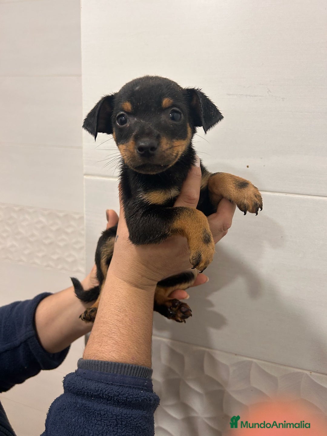 Gos Rater Valencià perros en venta: Ratoneros valencianos  - Anuncio 2