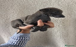 Pequeño Lebrel Italiano perros en venta: Pequeño lebrel Italiano Piccolo  - Imagen 2