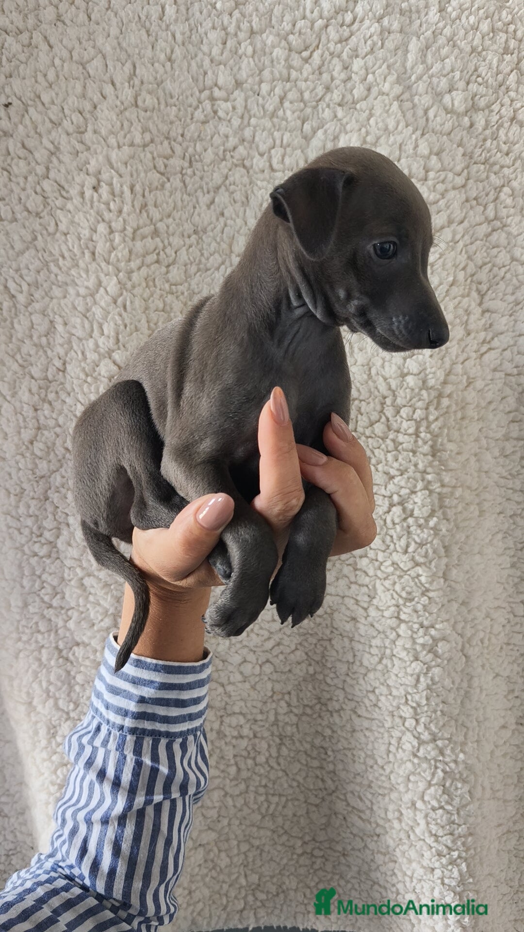 Pequeño Lebrel Italiano perros en venta: Pequeño lebrel Italiano Piccolo  - Imagen 2