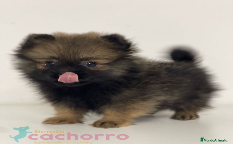 Pomerania perros - Propaganda 4