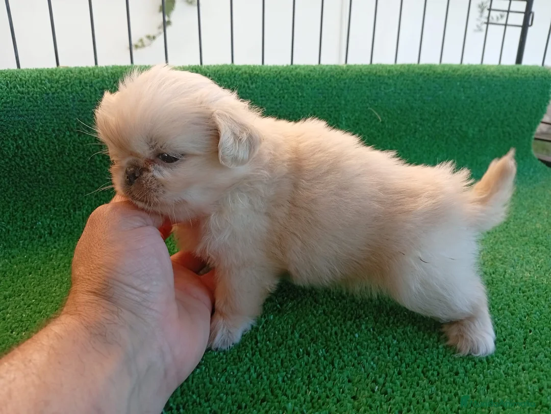 Pekinés perros en venta: Cachorros Pekines🐶🐾 en Cádiz - Anuncio 2