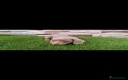 Teckel perros en venta: Hembra teckel Isabella  - Imagen 1