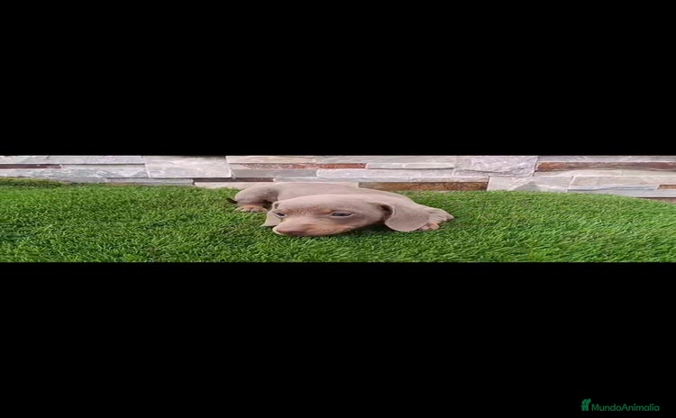 Teckel perros - Anuncio 3