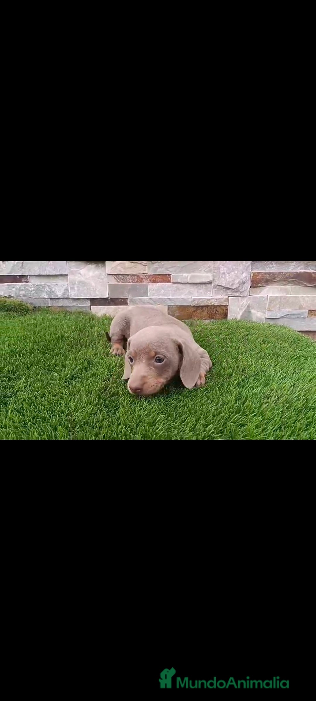 Teckel perros en venta: Hembra teckel Isabella  - Imagen 1