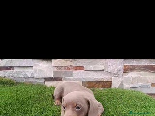 Teckel perros - Anuncio 32