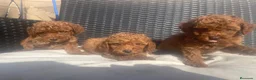 Caniche Toy perros en venta: caniche toy  - Anuncio 2