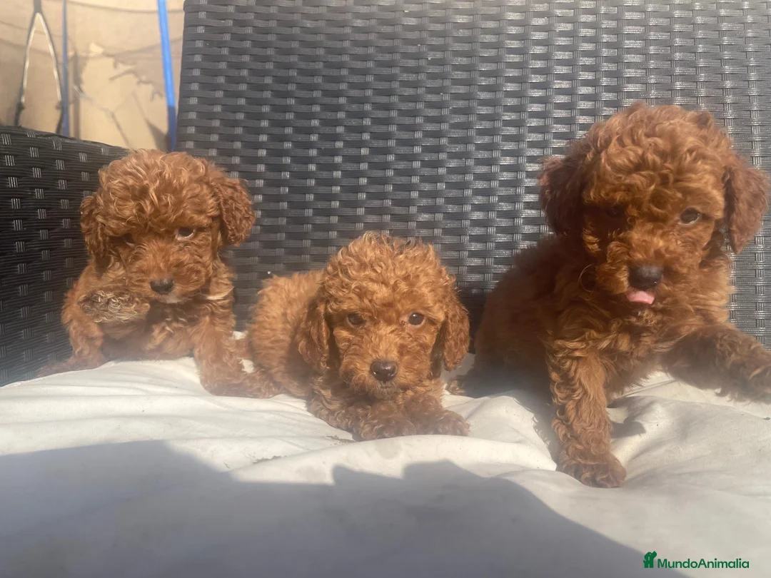 Caniche Toy perros en venta: caniche toy  - Anuncio 2
