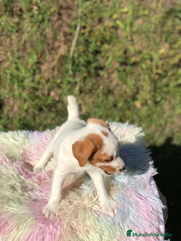 Jack Russell Terrier perros Jack Russell Terrier - Anuncio 2