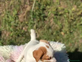 Jack Russell Terrier perros Jack Russell Terrier - Anuncio 2