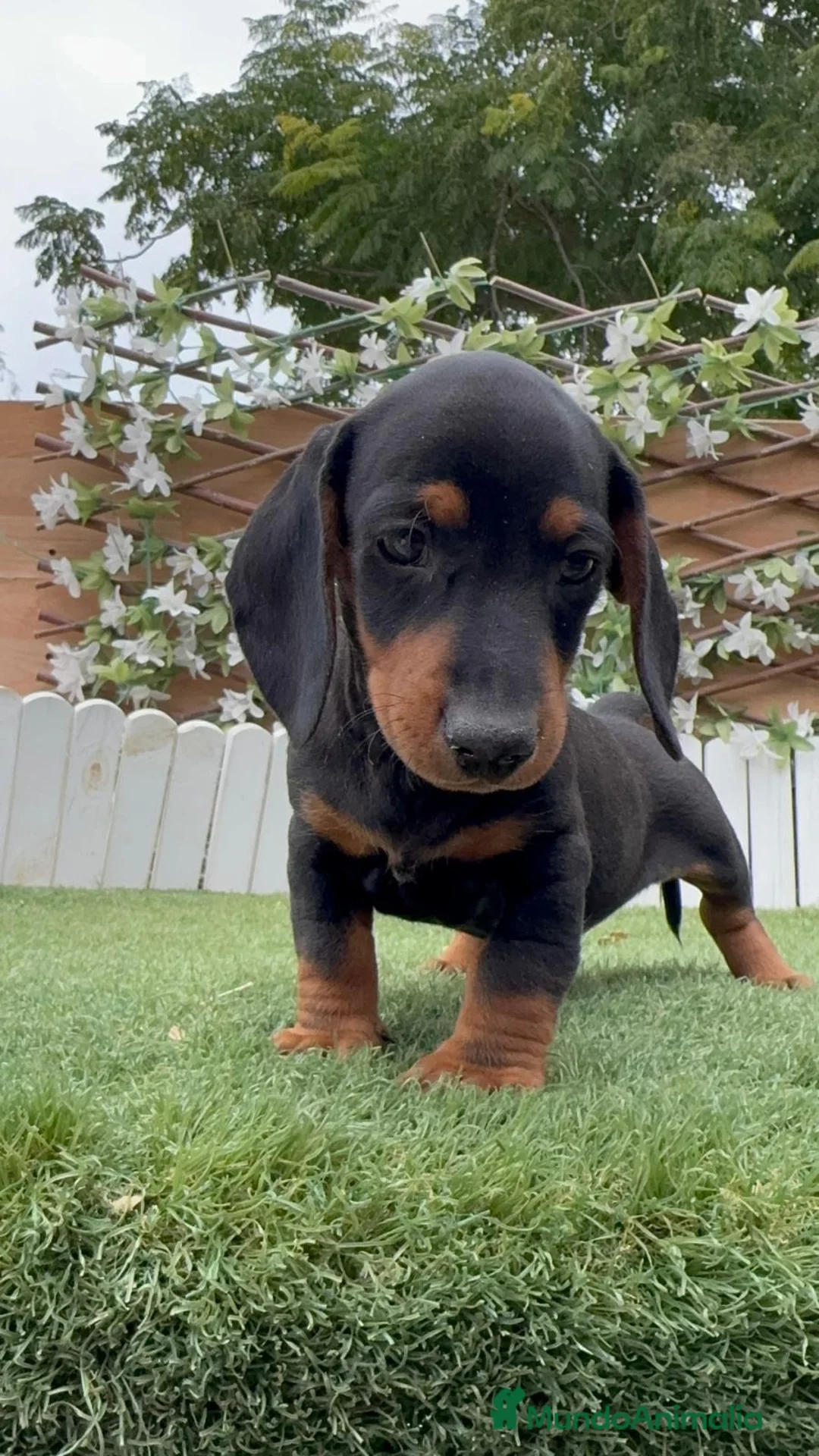 Teckel Miniatura perros en venta: TECKEL 💙- MINIATURA  - Anuncio 2