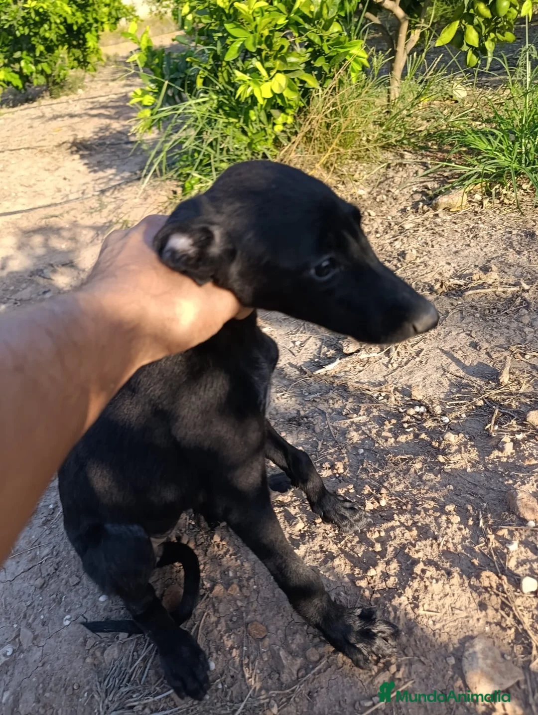 Galgo Español perros en venta: camada galgo español  - Anuncio 2