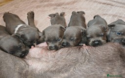 Staffordshire Bull Terrier perros en venta: Staffordshire bull terrier blue - Imagen 4