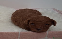 Caniche Toy perros en venta: Cachorros caniche toy rojos - Imagen 6