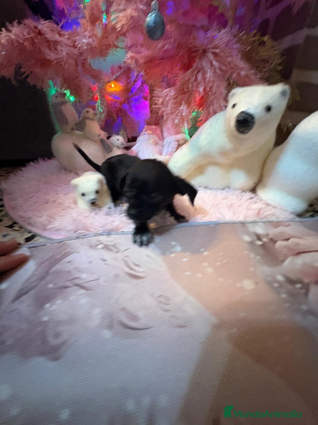 Chihuahua perros en venta: Chihuahua toy negro  - Anuncio 10