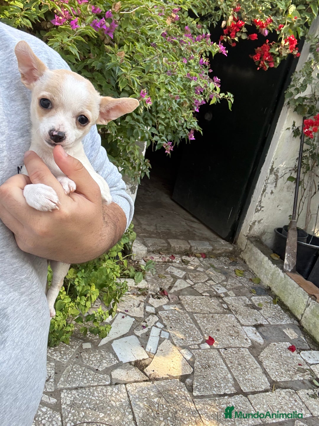 Chihuahua perros en venta: Chihuahuas Toy - Anuncio 2