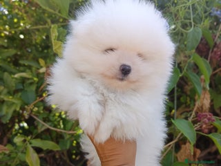 Pomerania perros - Anuncio 21