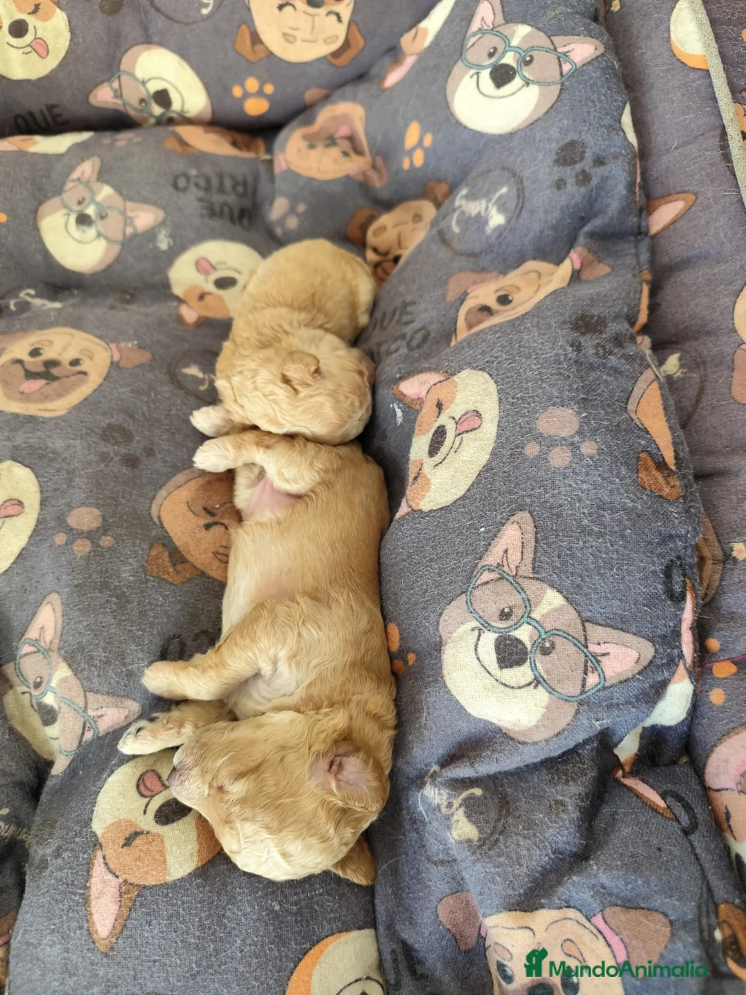 Caniche Toy perros en venta: Caniches en Barcelona - Anuncio 2