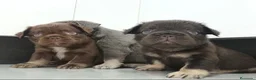 Bulldog Francés perros en venta: Big rope y fluffys bulldog francés  - Anuncio 4