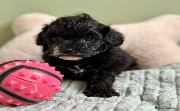 Maltipoo perros - Anuncio 7