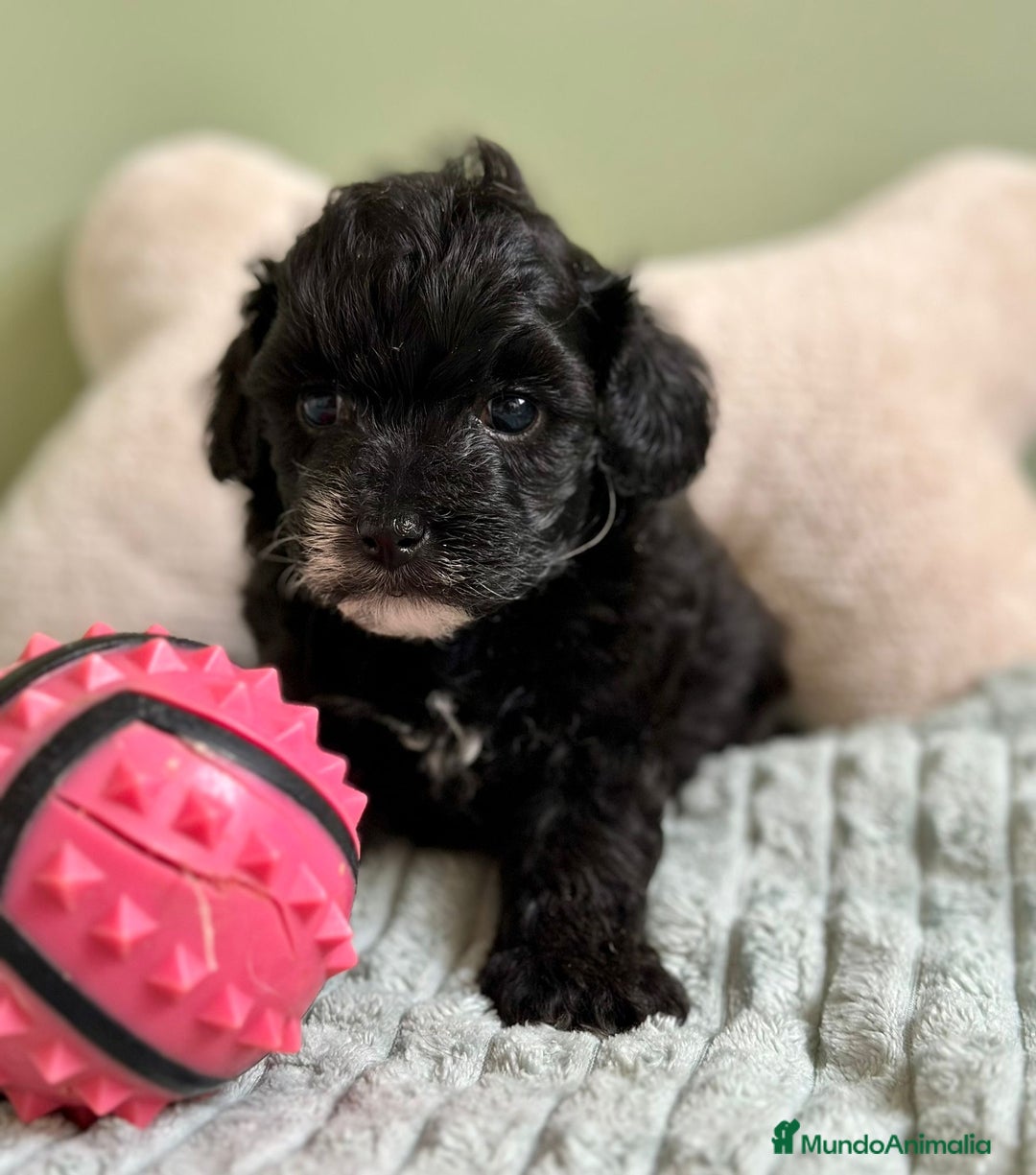 Maltipoo perros en venta: MLTIPOO HEMBRA TOY NEGRA - Imagen 1