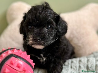 Maltipoo perros - Anuncio 12