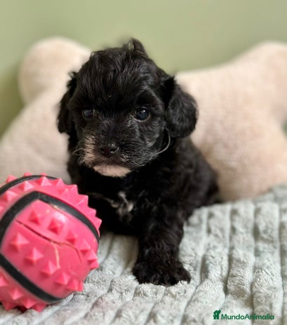 Maltipoo perros - Anuncio 4